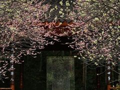 -杭州植物园