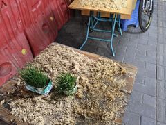 -沙湾姜埋奶(兴新包店)