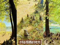 -溱湖国家湿地公园