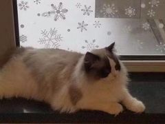 -青奢宠物·青奢猫舍