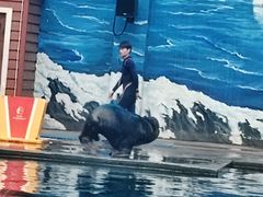 -西安曲江海洋极地公园