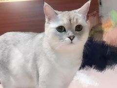 -美联众合动物医院·24h京西诊疗中心