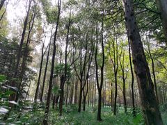 -上海滨江森林公园