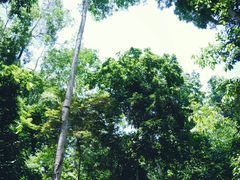 -西双版纳原始森林公园