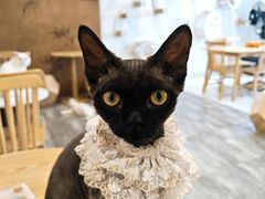 -楼上猫咖(罗湖店)