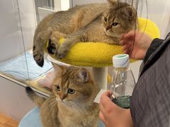 -COLOR PETS 撸猫馆·购猫·猫咖(长风大悦城店)