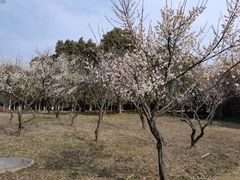 -贡湖湾湿地公园