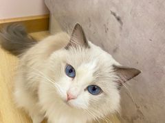 -猫咪派对(江南西店)