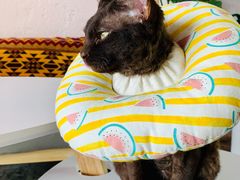 -喵屿·大理花园猫咖