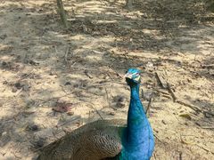 -广州白江湖森林公园