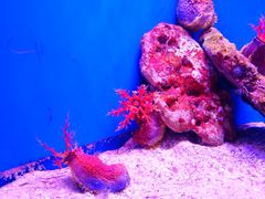 -上海海洋水族馆