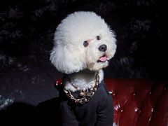 -超宠爱宠物摄影-Super pet