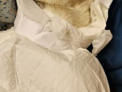 -宠爱国际动物医院· 猫科· 外科·中兽医(长白店)