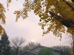 -三里屯东五街银杏大道