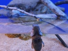 -上海海洋水族馆