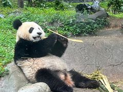 -都江堰中华大熊猫苑