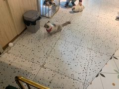 -喵喵咪呀布偶猫咖(春熙路店)