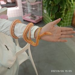 -Moni星球萌宠·小马宝莉·灵蛇·高端高阶全萌宠互动体验俱乐部(红豆国际广场店)