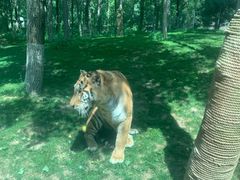 -北京野生动物园