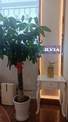 -茜尔维亚修身连锁(庆春银泰店)