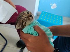 -瑞派福兴宠物医院犬猫全科·骨科·中西医结合(河东店)