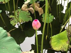 -莲花池公园