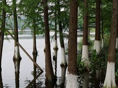 -重庆彩云湖湿地公园