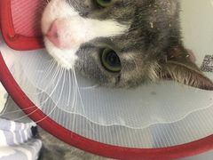 -佳怡动物医院·平价24小时·猫专科骨外科