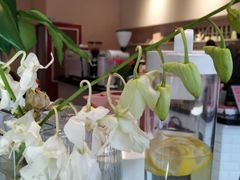 -双风车咖啡馆 Twin Windmills(六道口店)