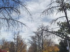 -三里屯东五街银杏大道