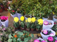 -中环花鸟鱼虫市场