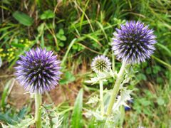 -白草畔自然风景区