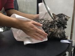 -PETKIT 小佩宠物·低压洗护·美容·寄养(安远店)