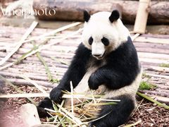 -成都大熊猫繁育研究基地