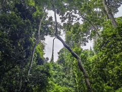 -西双版纳原始森林公园