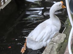 -优之名鹅城