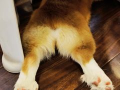 -柯斗斗主题餐厅·狗咖·围炉煮茶·茶饮(国瑞升平里店)