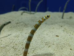 -上海海洋水族馆