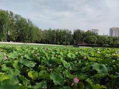 -昭通天麻竹荪火腿鸡(严家地店)