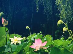 -洛阳市隋唐城遗址植物园