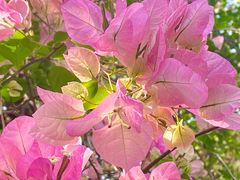 -深圳国际园林花卉博览园