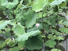 -四川大学(华西校区)