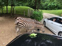 -北京野生动物园