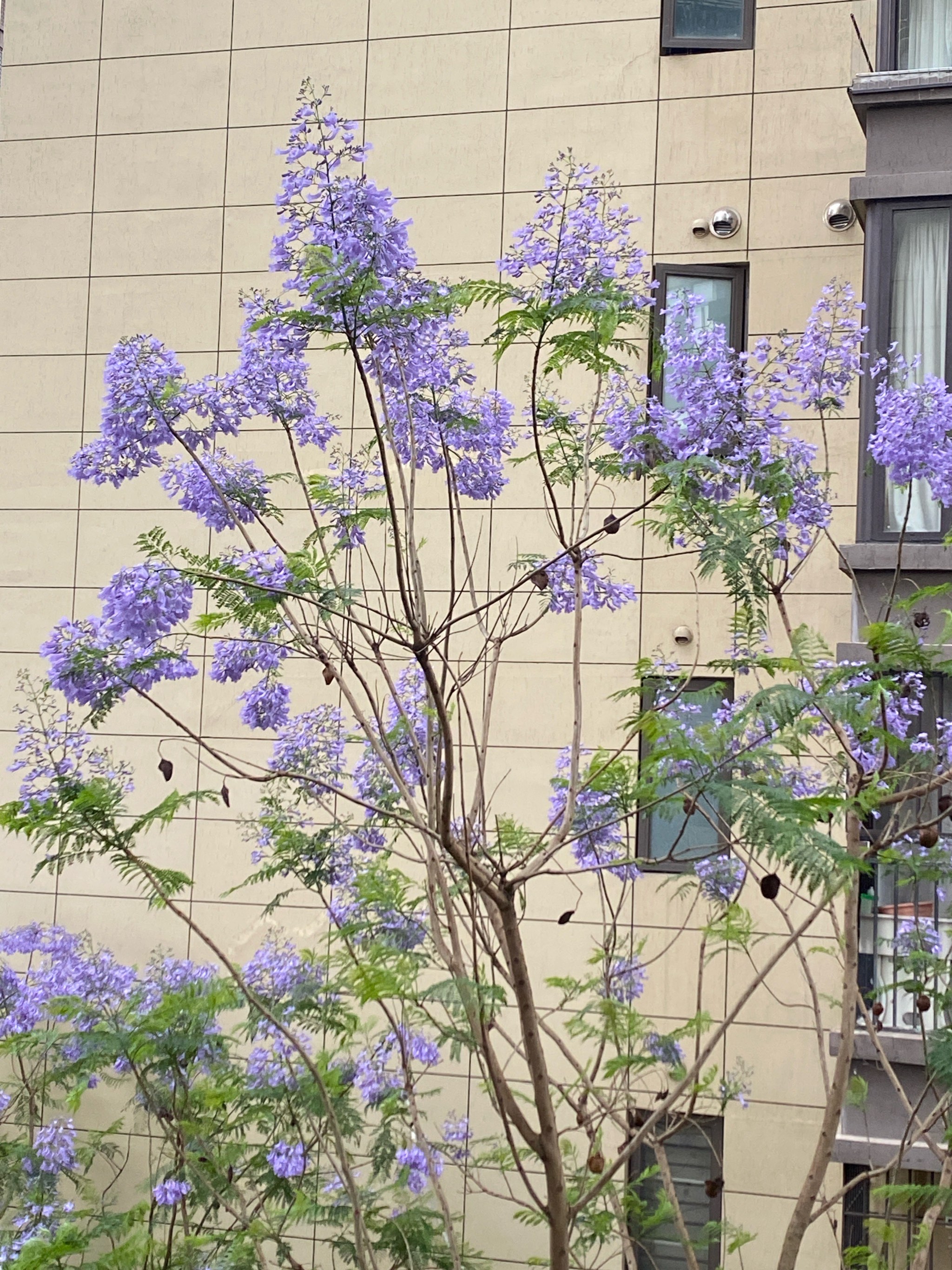 福州蓝花楹盛开