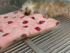 -FAELING PETS美天灵宠物(合生汇店)