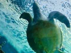 -上海海洋水族馆