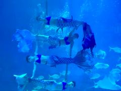 -烟台海昌鲸鲨海洋公园