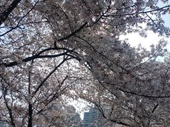 -西北湖绿化广场