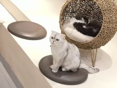 -飞行喵MR PILOT|猫舍·猫咖(静安大融城店)