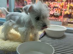 -FAELING PETS美天灵宠物(合生汇店)
